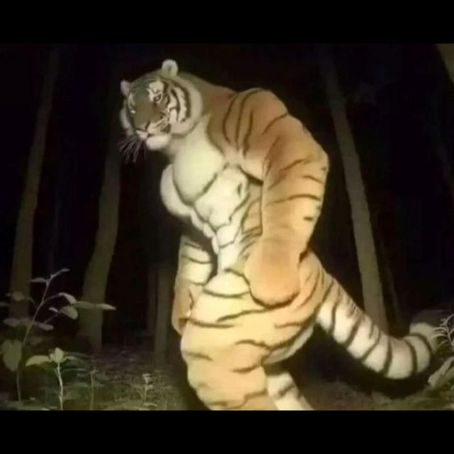 Macan-Brat cover art