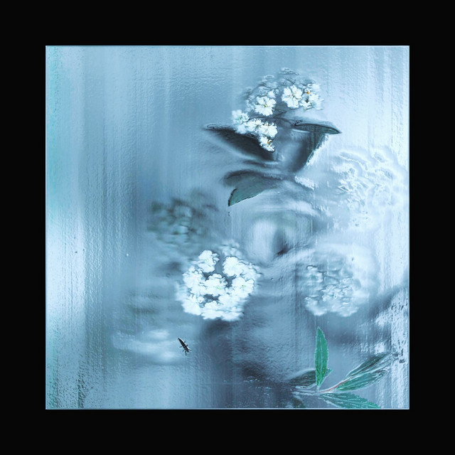 ghost flora cover