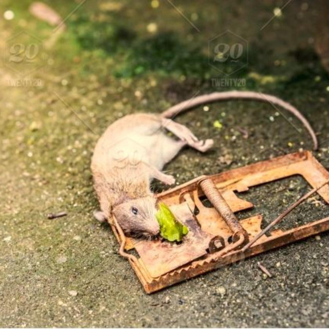 mousetr4p cover art