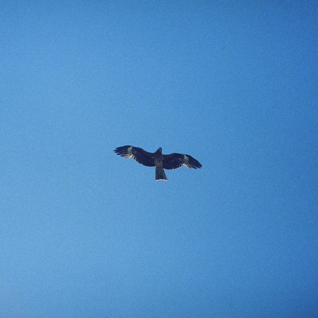 Like a Rock in the River