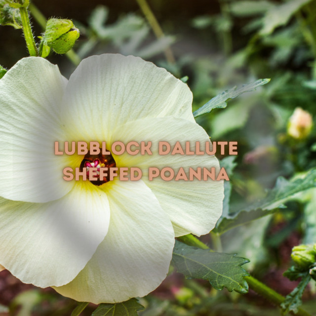Lubblock Dallute | Spotify