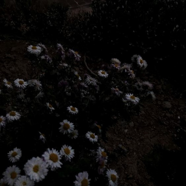 daises don't smell