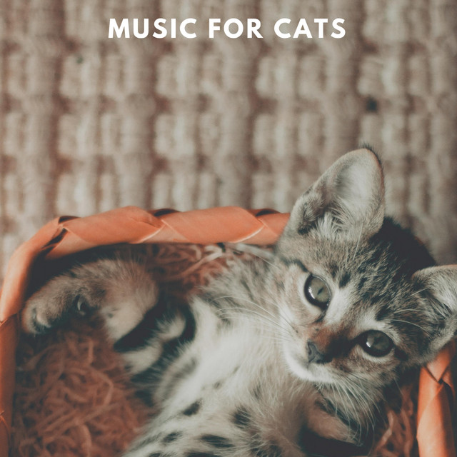 洋楽 Qyiet Cat Quiet Cat – música e letra de Music For Cats | Spotify