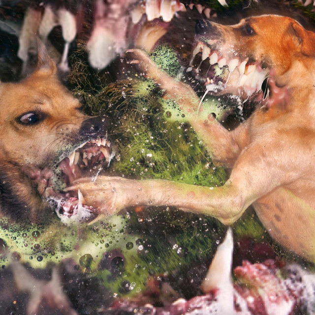 Schuimbek cover art