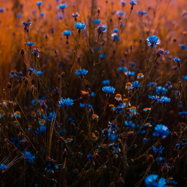 CHIHIRO - SLOWED + REVERB