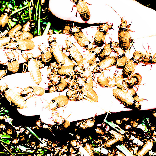 CICADA cover art