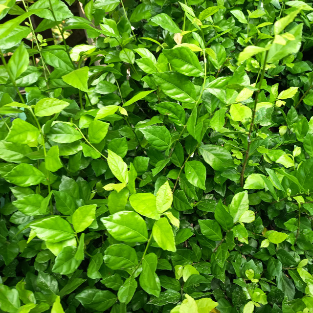 kopi kwh anjanu