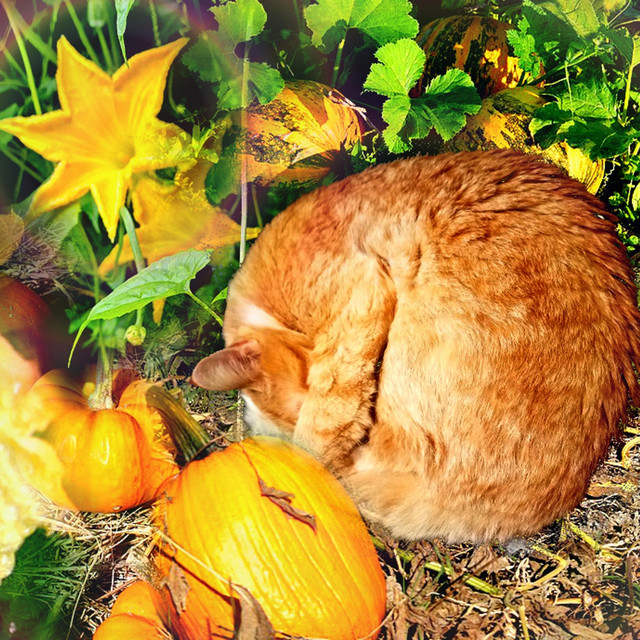 Pumpkin Waltz cover