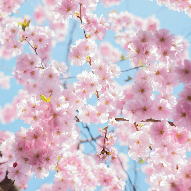 Обкладинка: Spring garden — Oleksii Kalyna