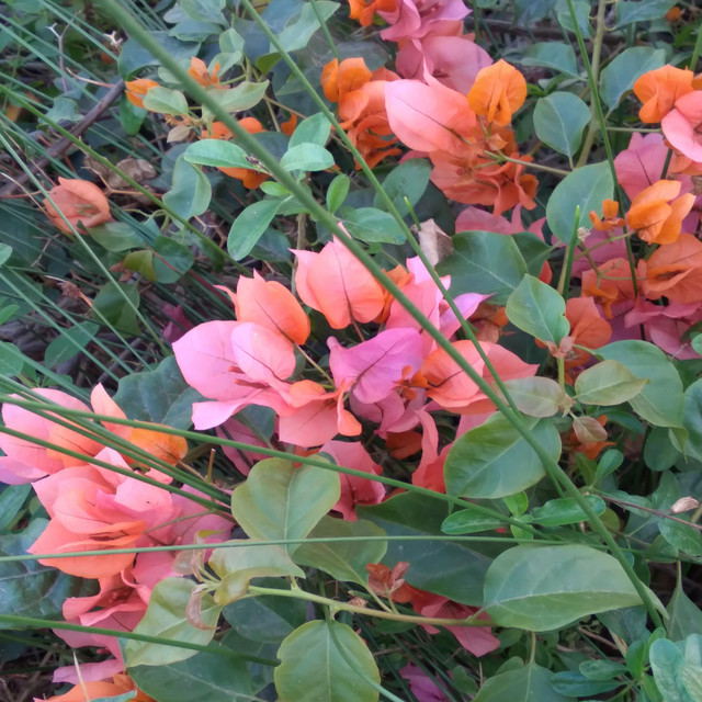 Salmon Bougainvillea cover art