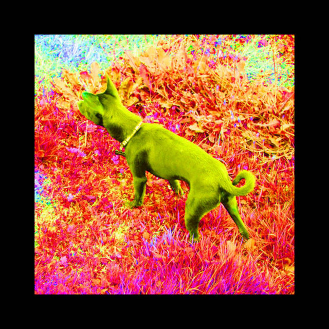 W.O.L.F. cover art