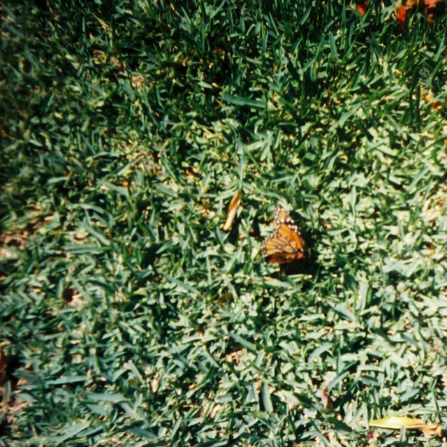 butterfly album image