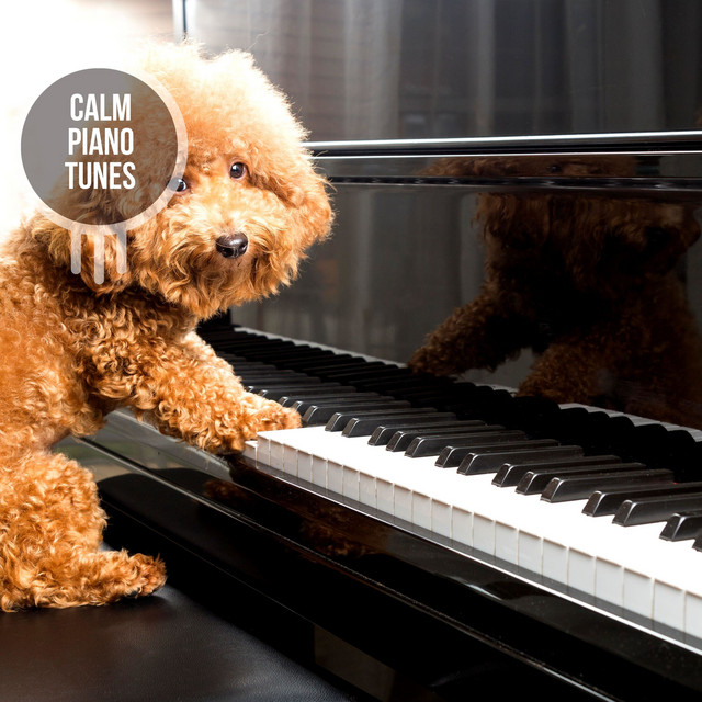 Calm Piano Tunes - Compilation by Various Artists | Spotify
