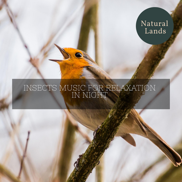 Insects Music for Relaxation in Night - Compilation by Various Artists ...