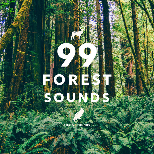 forest 邦楽 sound banbi
