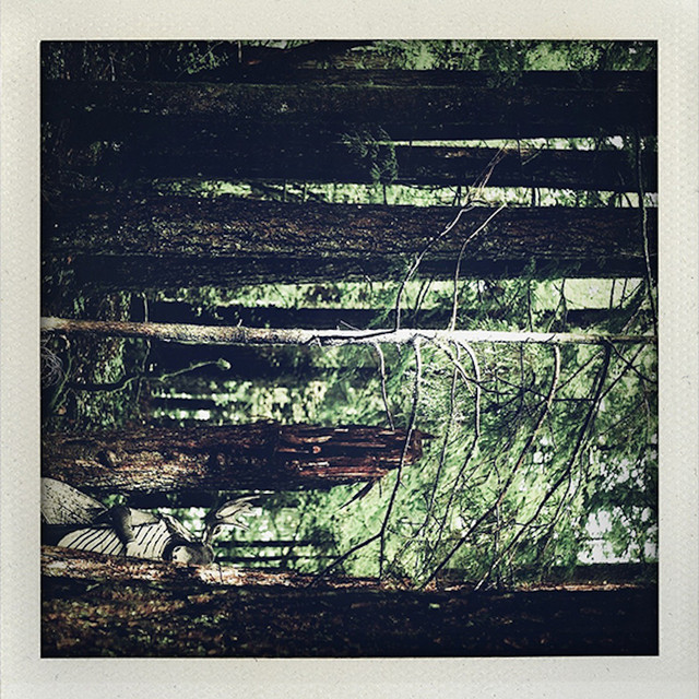 Something In The Trees cover art