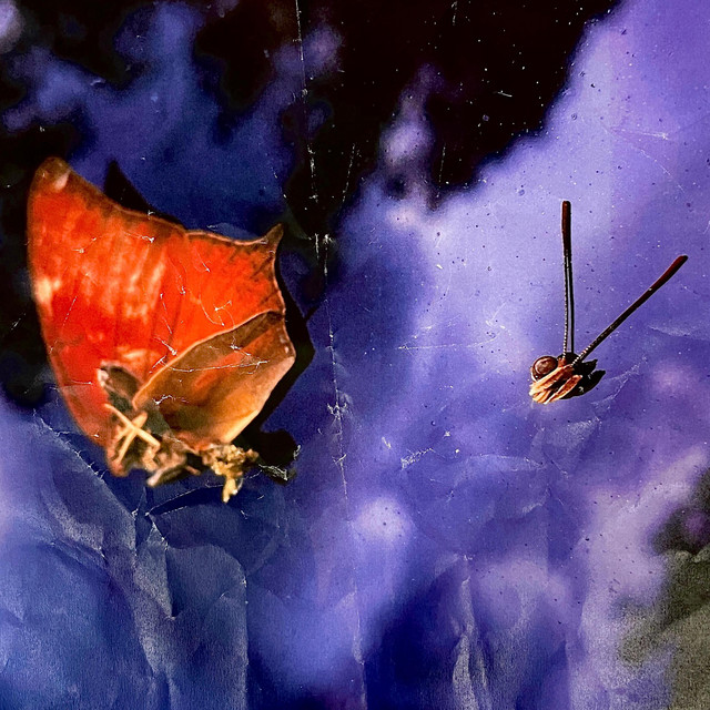 Disappointer cover art