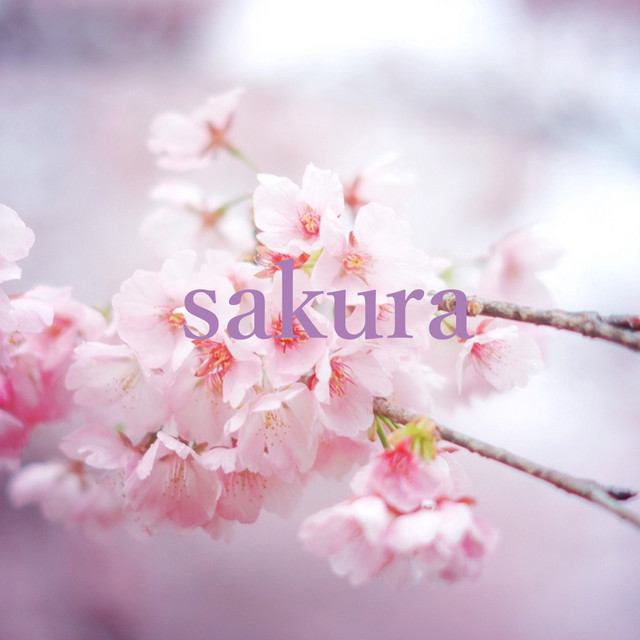 sakura cover art