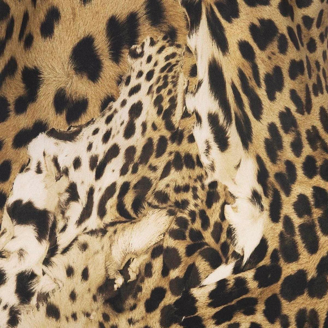 Leopard cover art