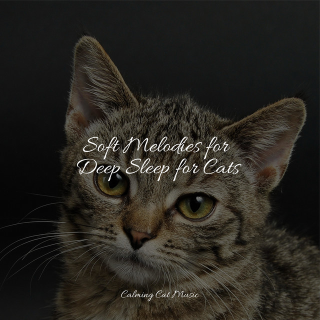 Soft Melodies for Deep Sleep for Cats - Album by Jazz Music Therapy for ...