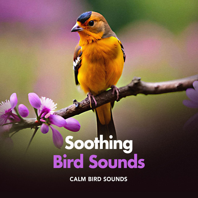 Soothing Bird Sounds - Album by Calm Bird Sounds | Spotify