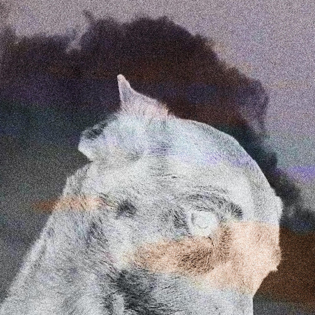 Ssolve