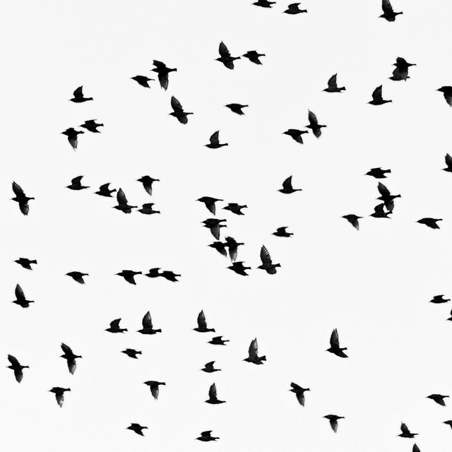 Consider The Birds - Solo Piano