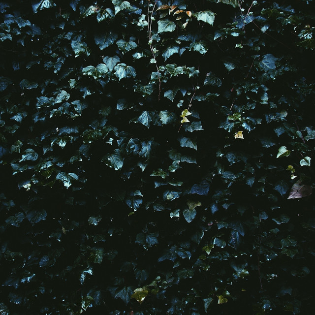 Vine cover art