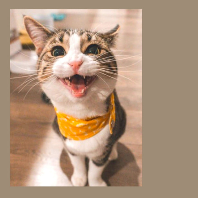 洋楽 Qyiet Cat Happening Quiet Kitten ‑ 曲・歌詞：Cat Music | Spotify