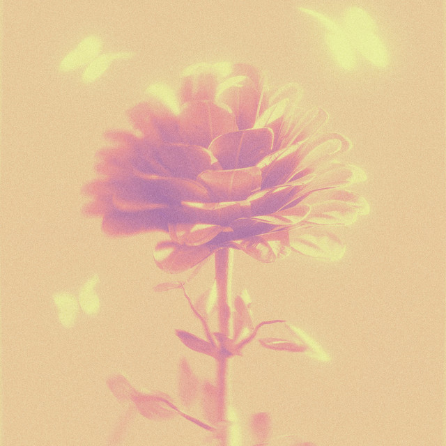 Haven cover