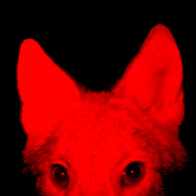 perro cover art
