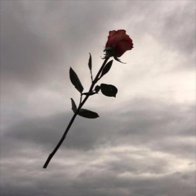 she cover art