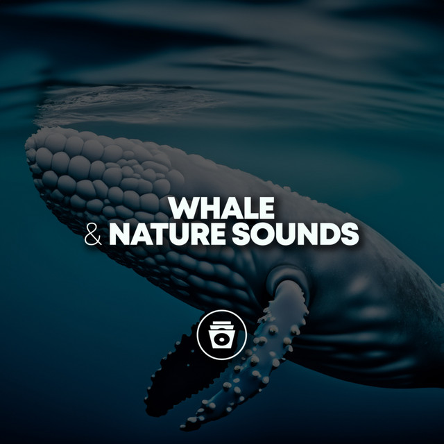 Humpback Whale - song and lyrics by Whale Sounds | Spotify
