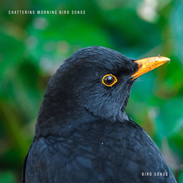 Chattering Morning Bird Songs Album by Bird Songs Spotify