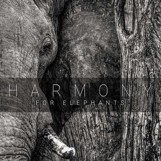 Harmony for Elephants cover