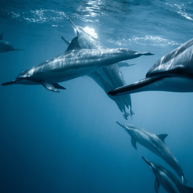 Underwater Music - Dolphin & Whale Sounds: Relaxing Music for Harmony of Inner Peace cover art