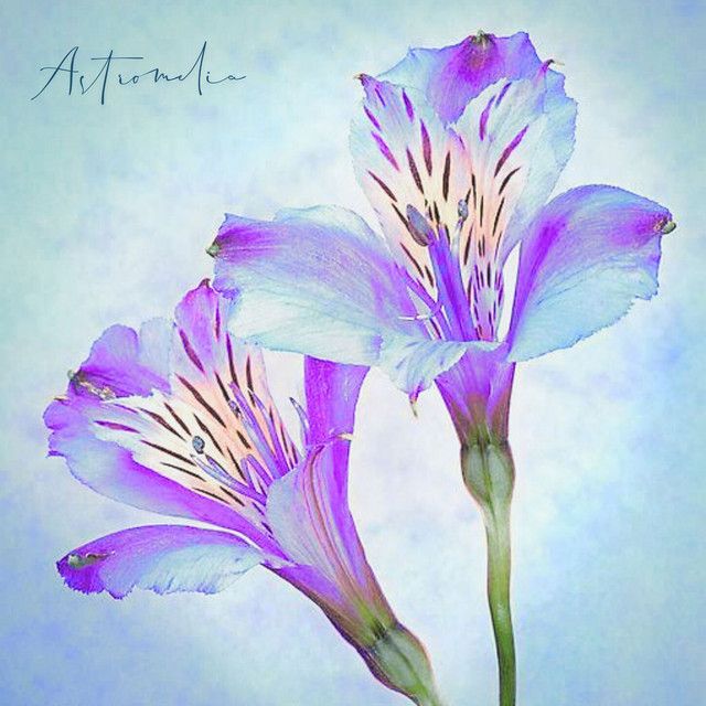 Astromelia
