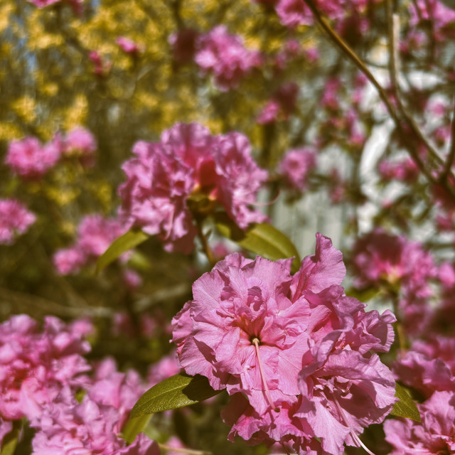 spring again. cover art