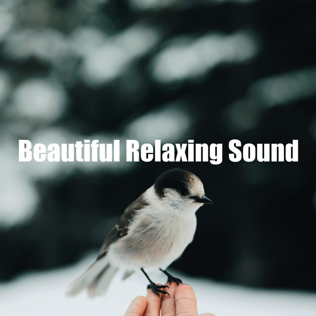Beautiful Relaxing Sound - EP by Nature Bird Sounds | Spotify