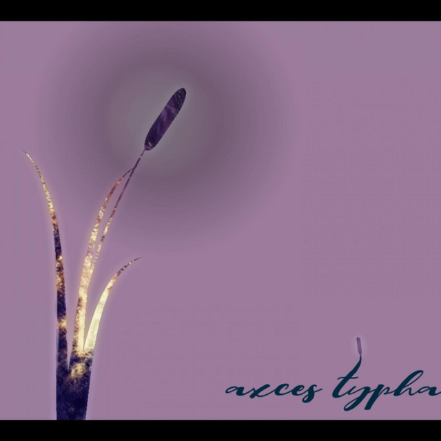 Typha cover art