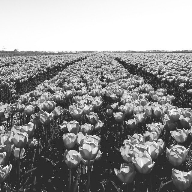 The Garden cover art