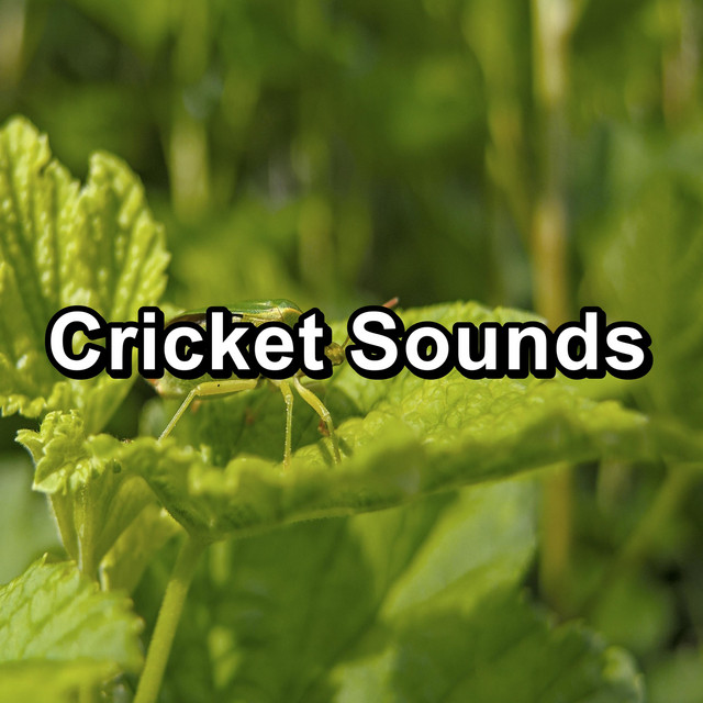 Cricket Sounds cover art