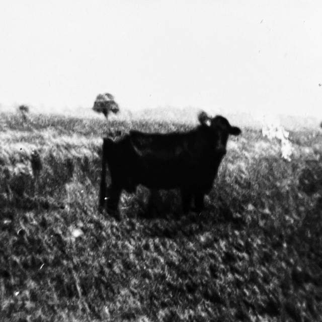 Live At The Cowpath Farm Fest 7/25/2026 (single)