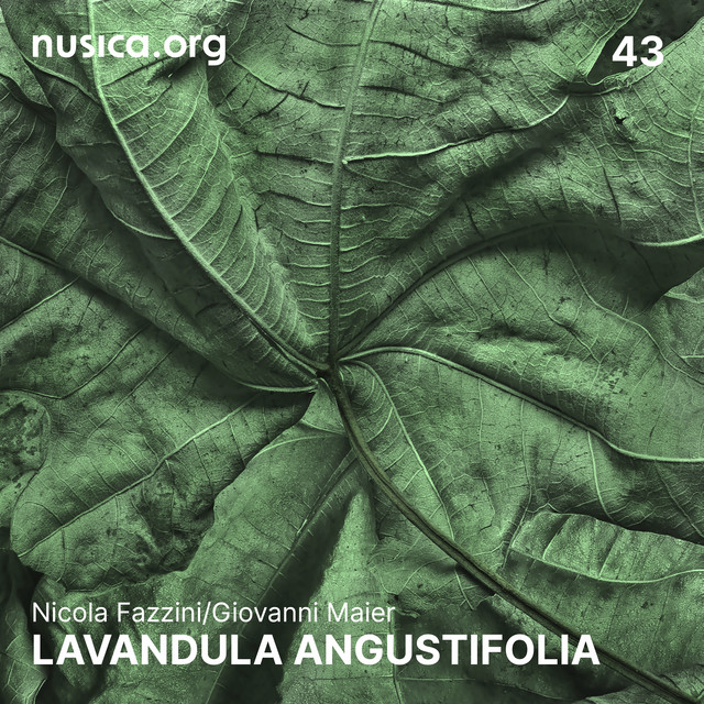 Lavandula angustifolia album image