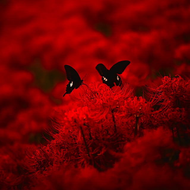Red Heaven cover art