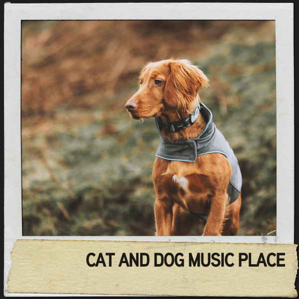 Cat and Dog Music Place: Soothing Melodies for Naptime cover art