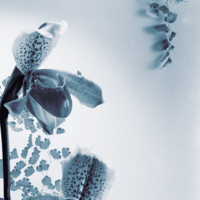 Time by Elliot Root