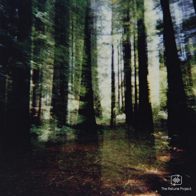 redwoods