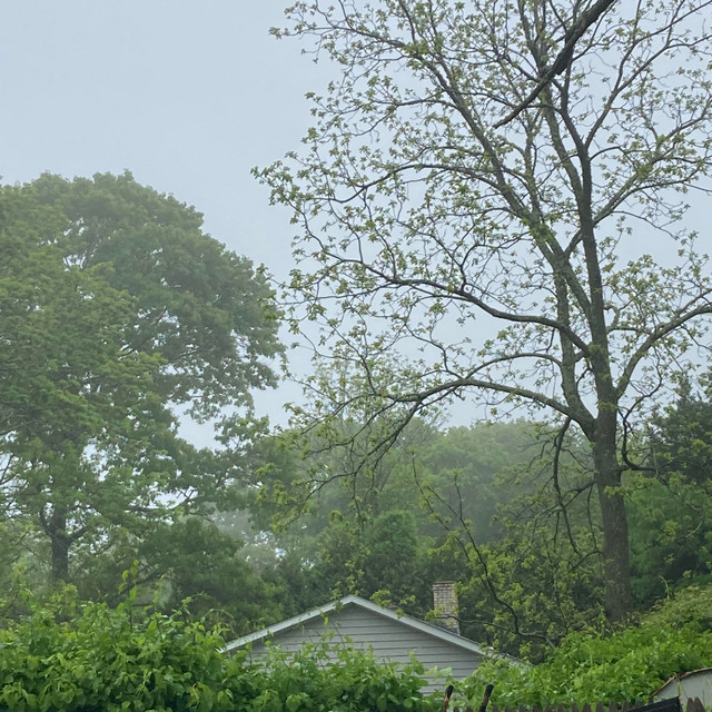 The Oaks cover art