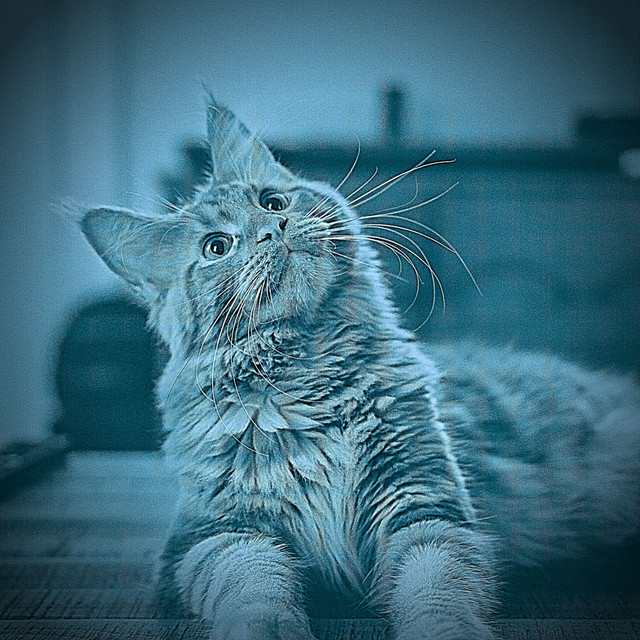 Divine Backdrop for Comfy Kittens cover art